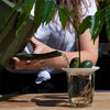 Botanopia Porcelain Germination & Propagation Plate