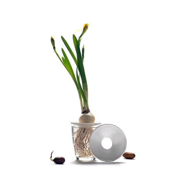 Botanopia Porcelain Germination & Propagation Plate