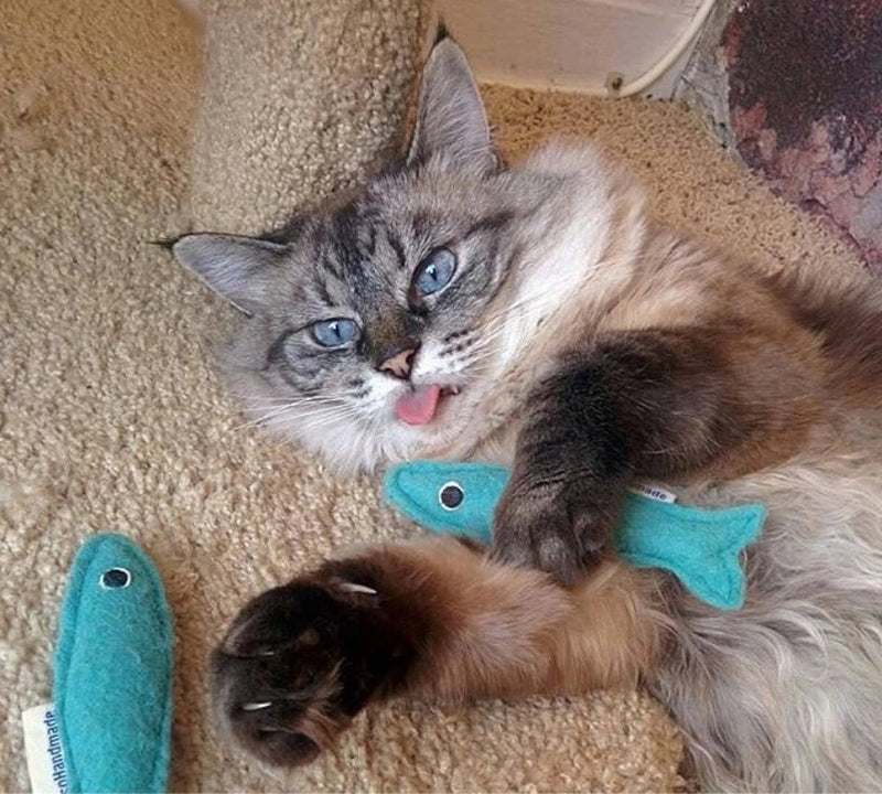 Felt sardine catnip toy from Miso Handmade- shown here with a cat playing