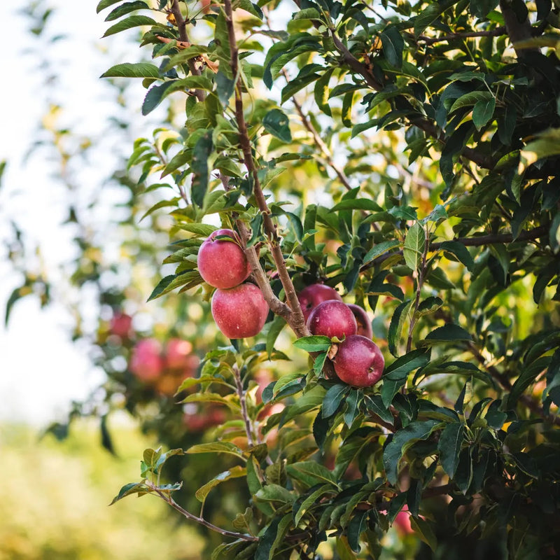 Apple tree